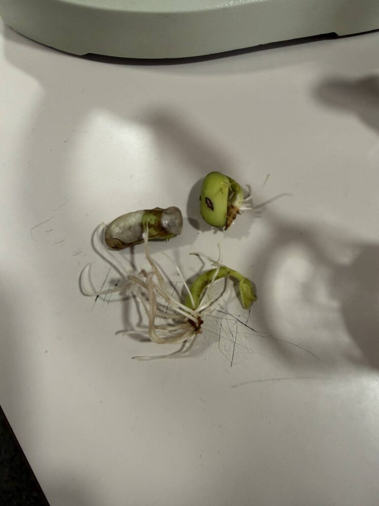 630128806 1461601875968019 4544273248459548469 n