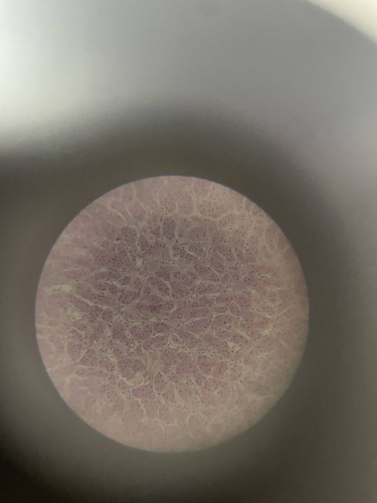 550729383 1340935888034619 460974507406737638 n